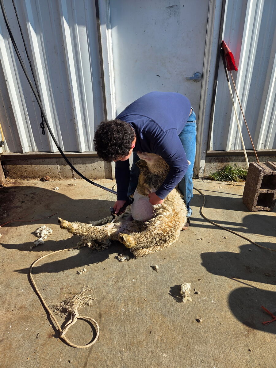 Small Flock Sheep Shearing