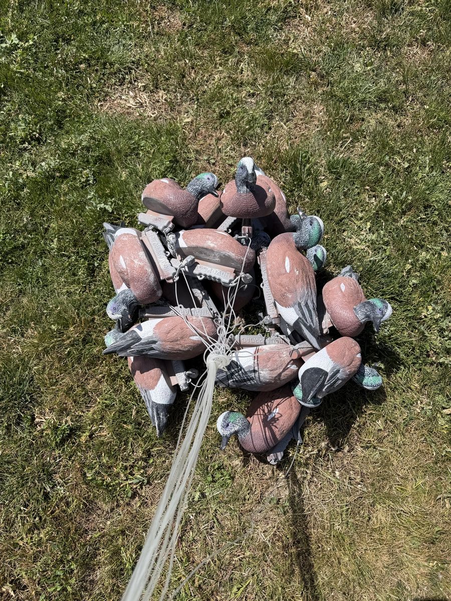 17 Final Approach Last Pass Wigeon Decoys