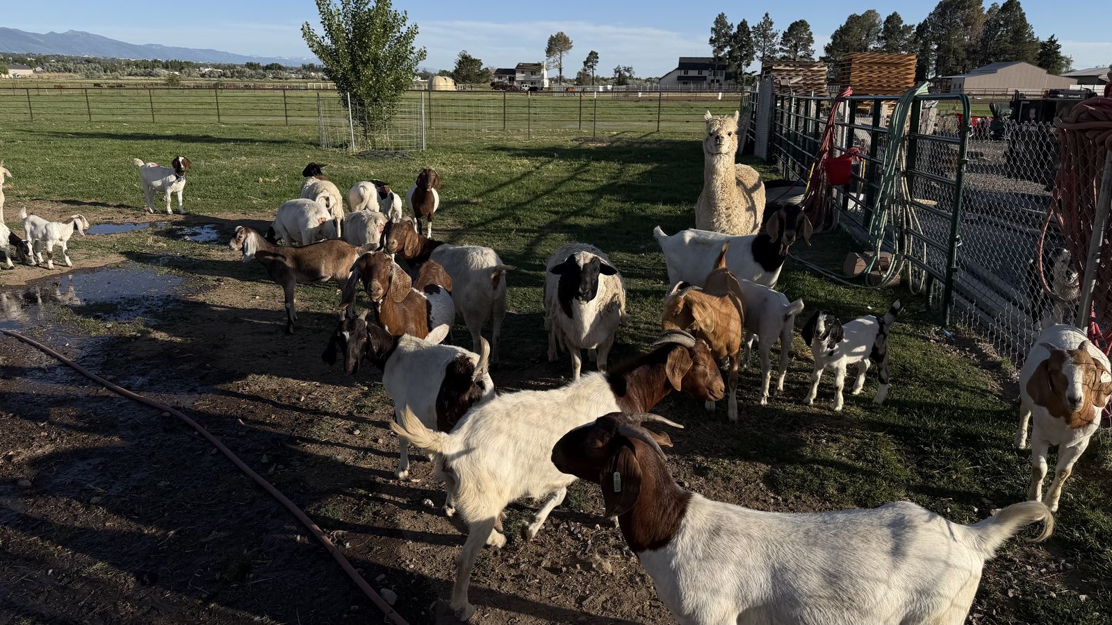 Dorper sheep goats 