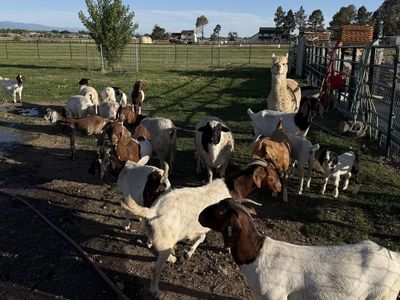 Dorper sheep goats