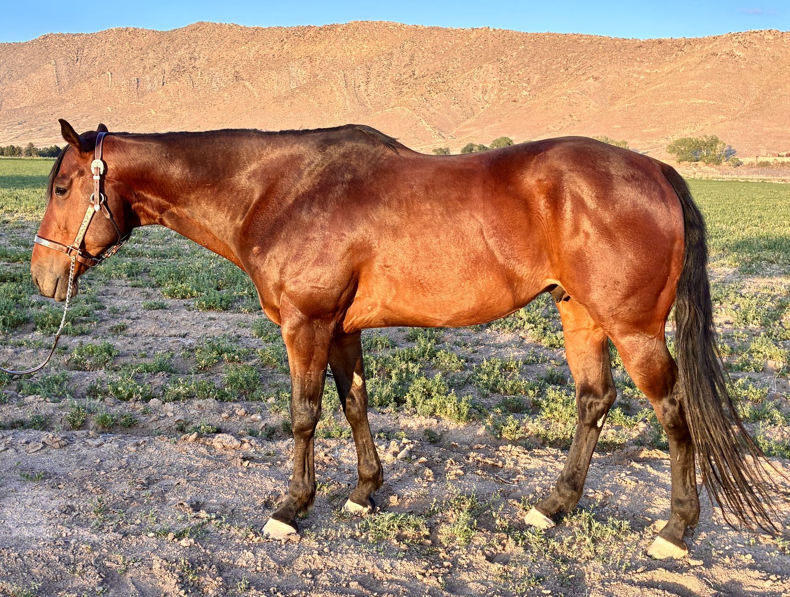 2018 AQHA Registered Gelding