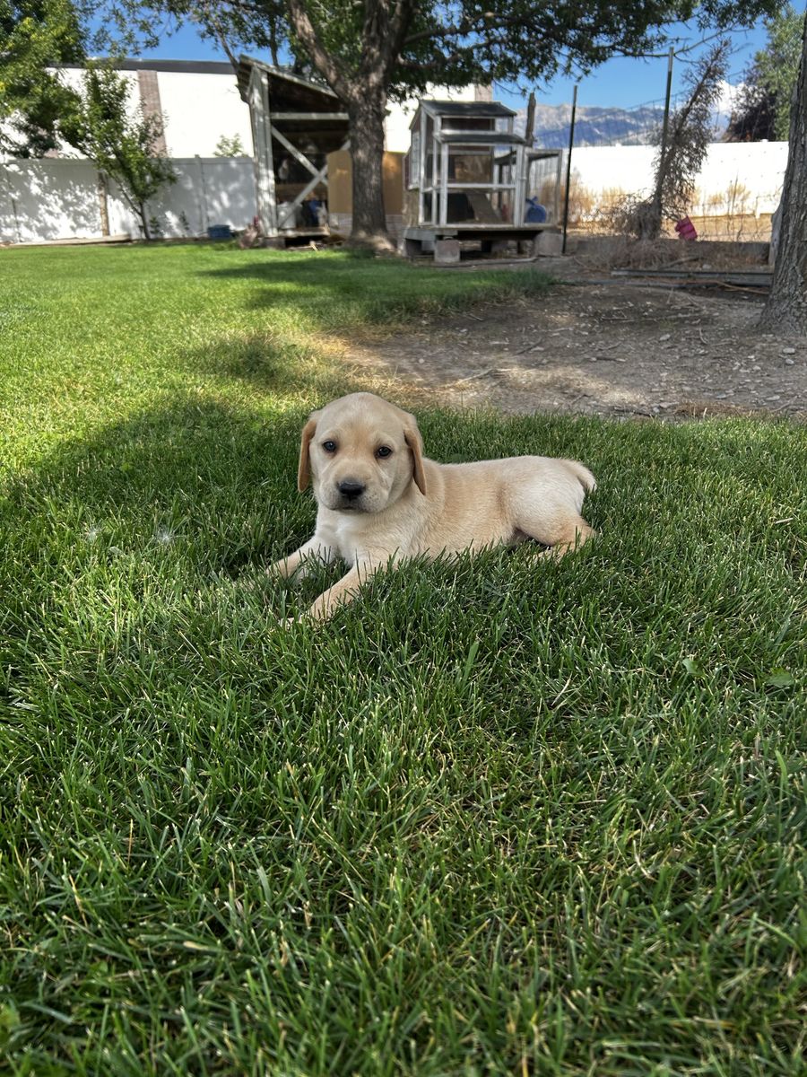 AKC Labrador Retriever Puppies ( TWO YELLOW MALES LEFT!)