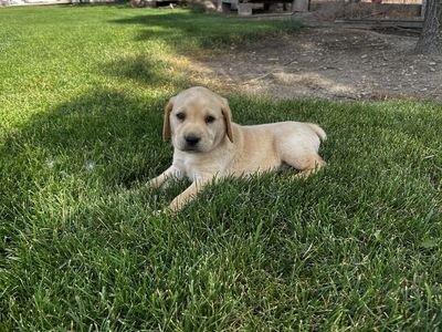 AKC Labrador Retriever Puppies ( TWO YELLOW MALES LEFT!)