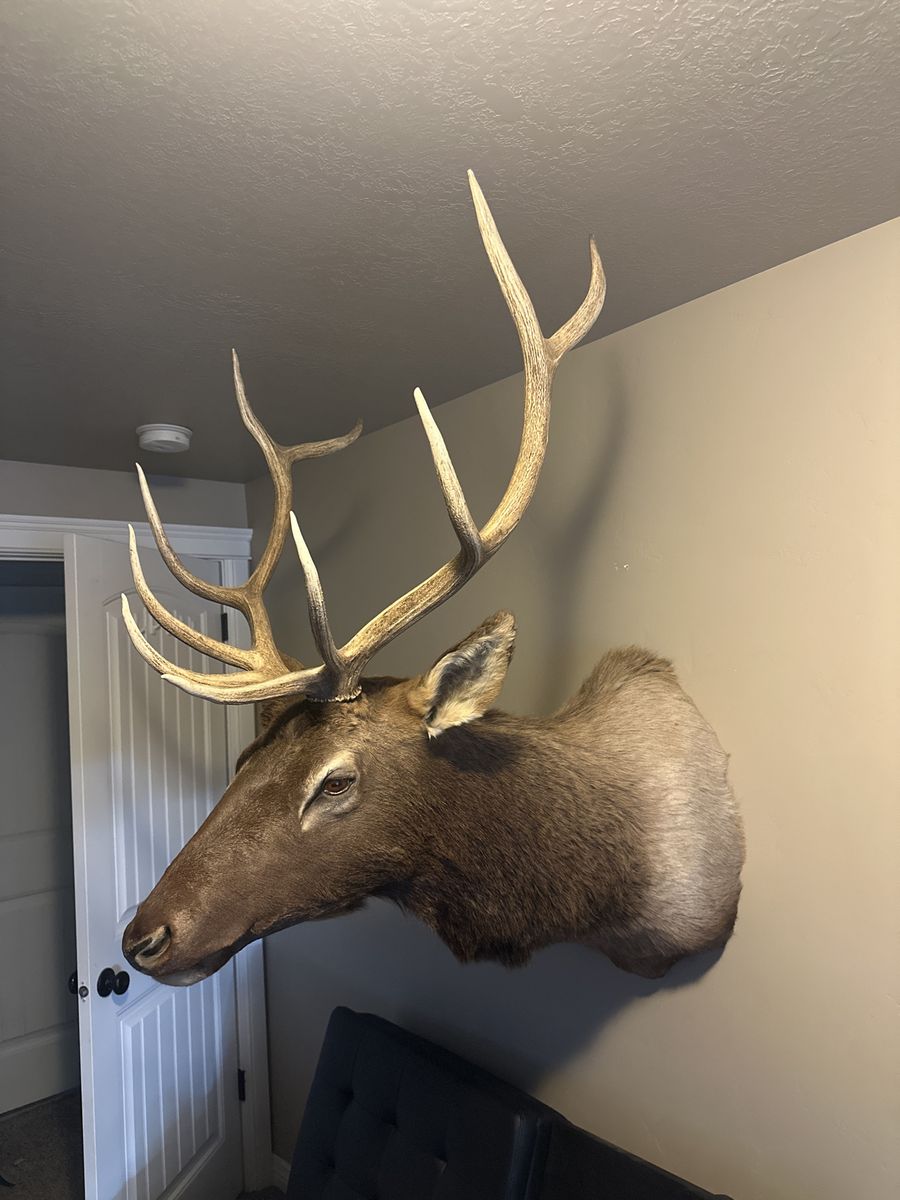 Elk head