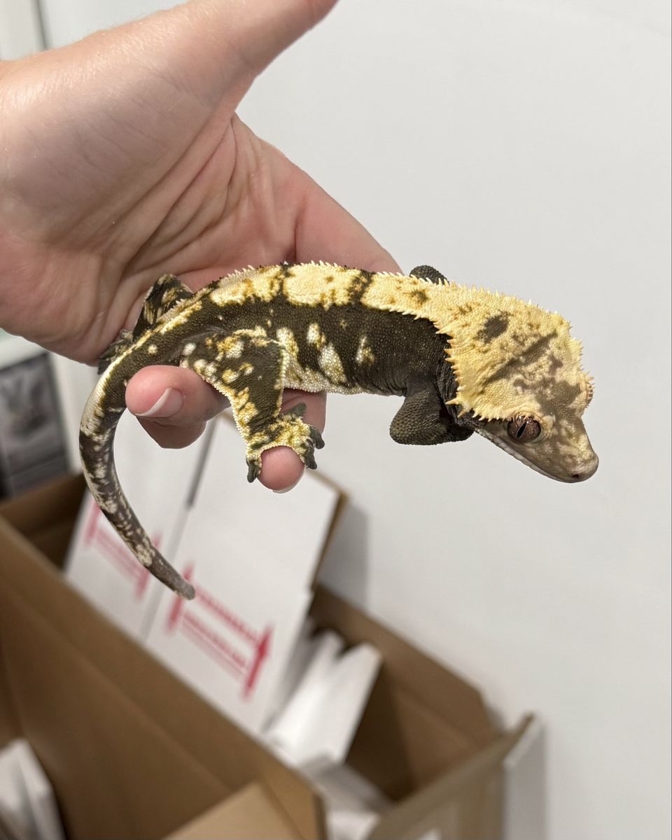 100 het axanthic Male - Proven
