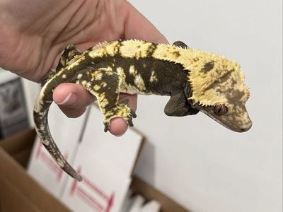 100 het axanthic Male - Proven