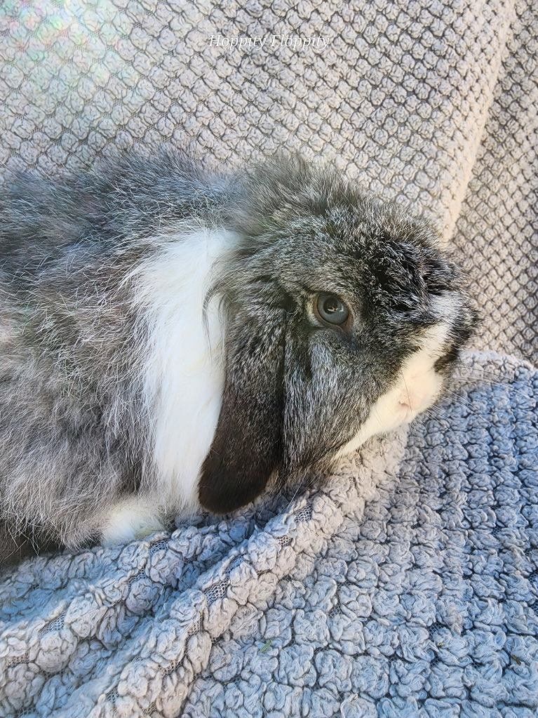 'Chai' VM Chinchilla Holland Lop (fuzzy) Doe