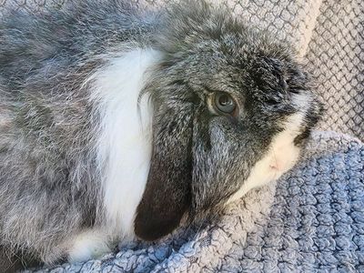 'Chai' VM Chinchilla Holland Lop (fuzzy) Doe