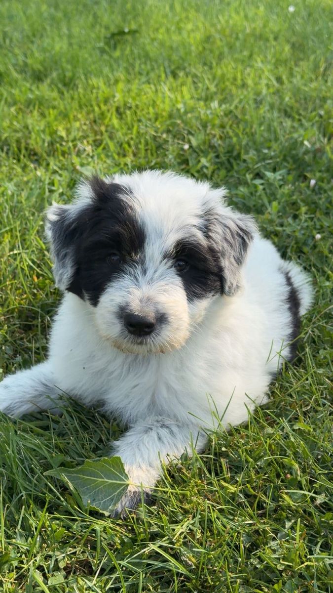 Old English Sheepdog / Idaho Shag