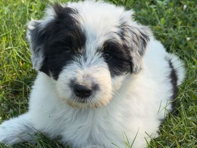 Old English Sheepdog / Idaho Shag