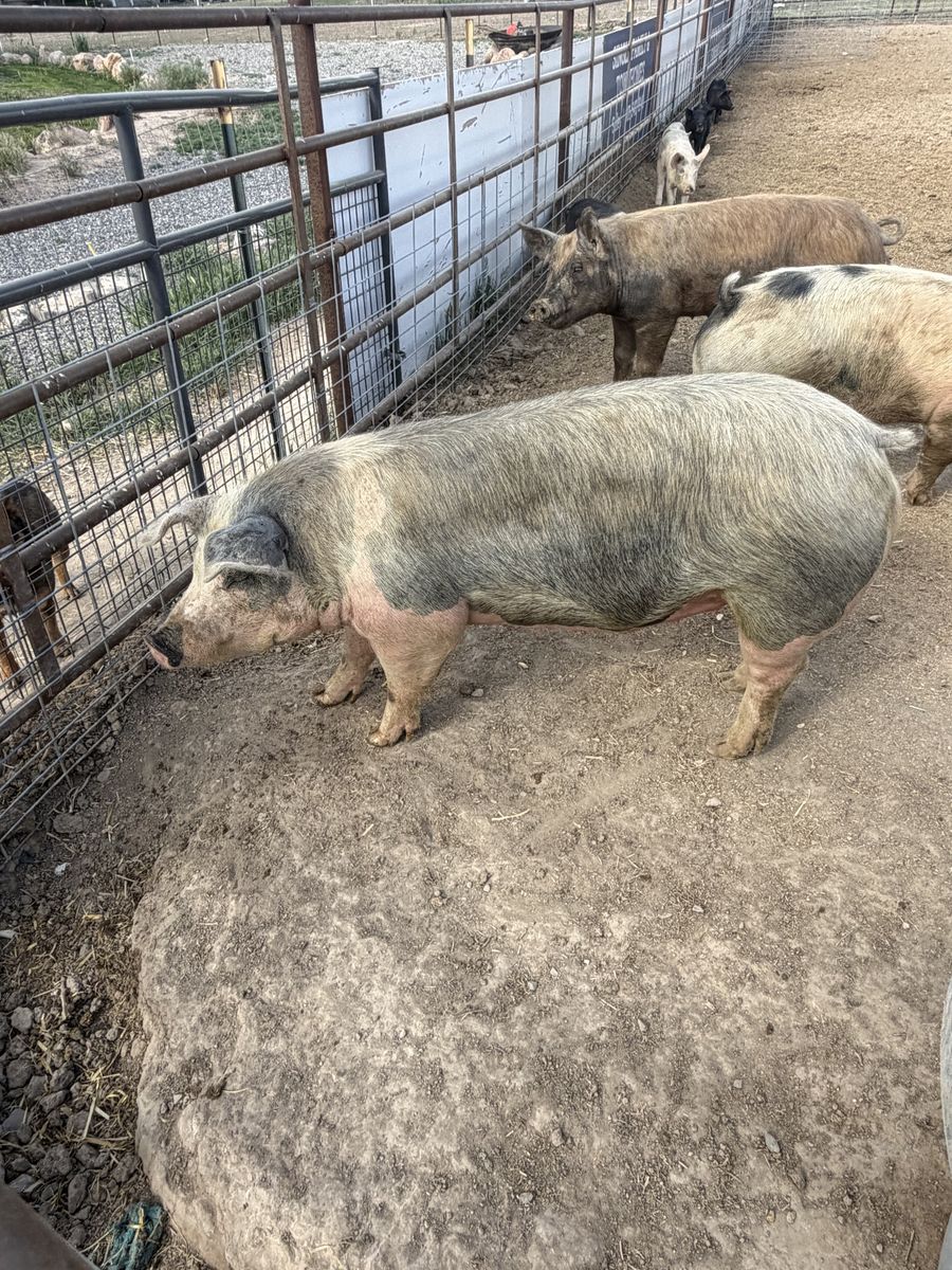 Butcher hogs