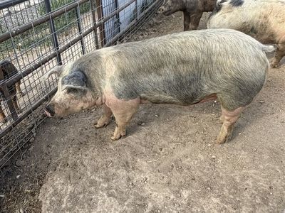 Butcher hogs