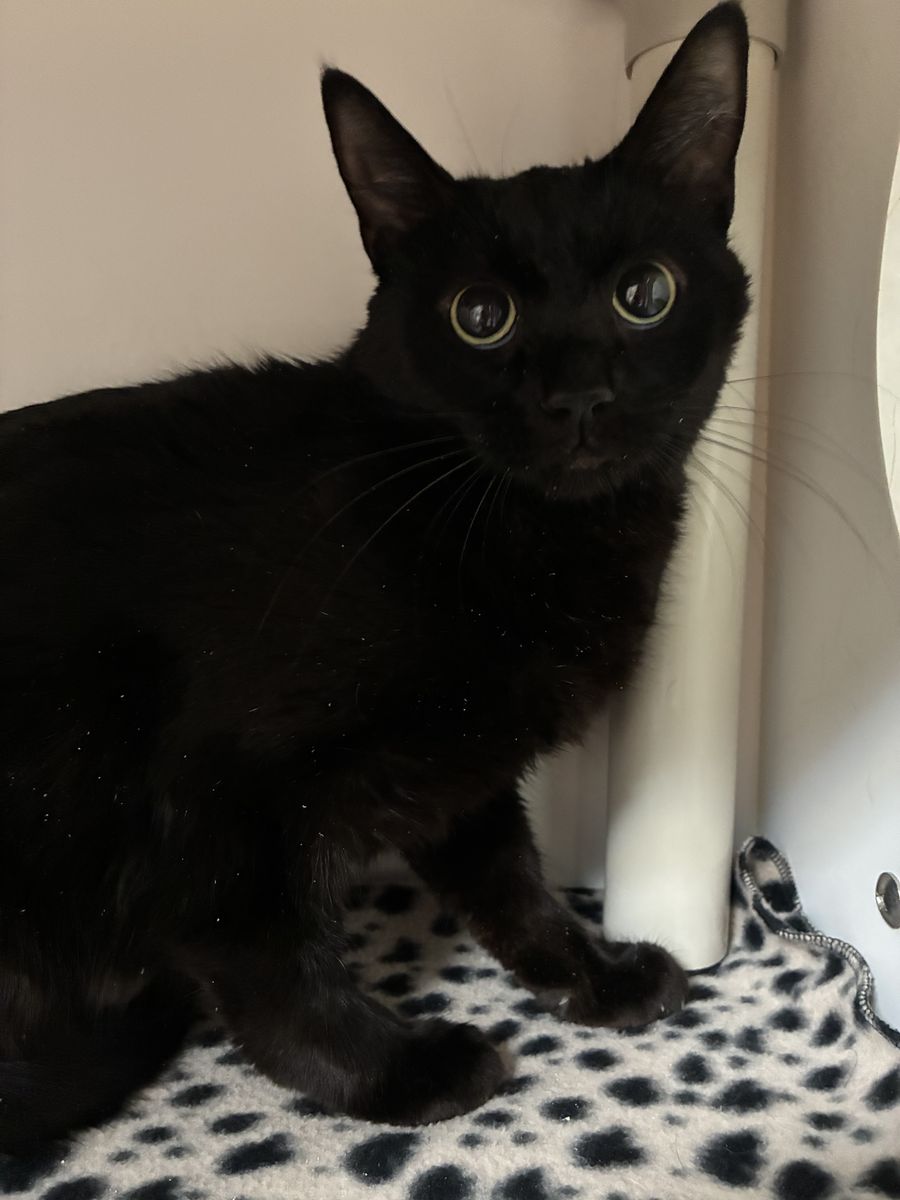 A160652 Ember is Available for Adoption!