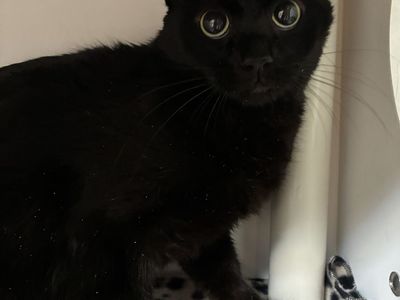 A160652 Ember is Available for Adoption!
