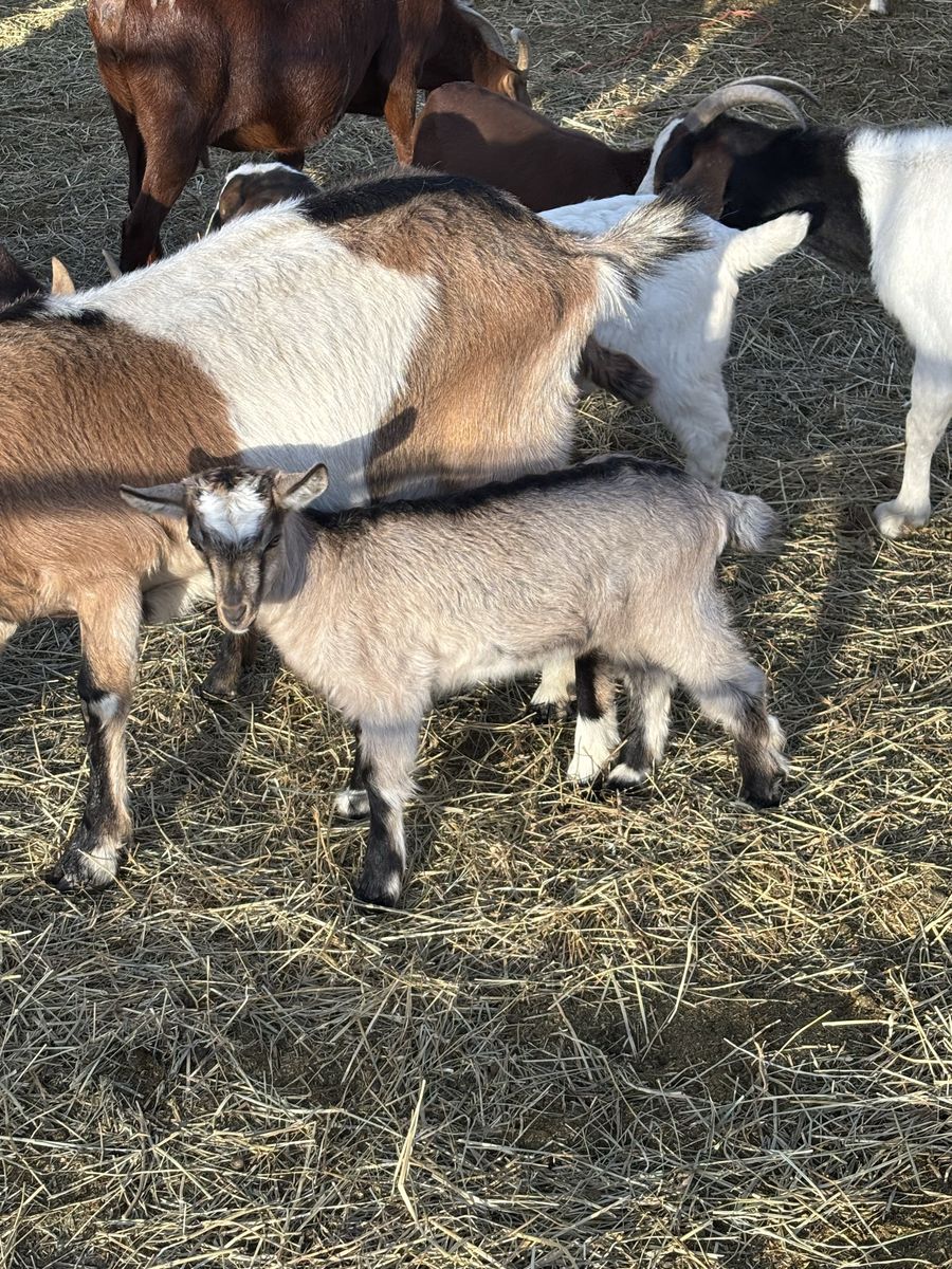 Alpine pack Goat Kids