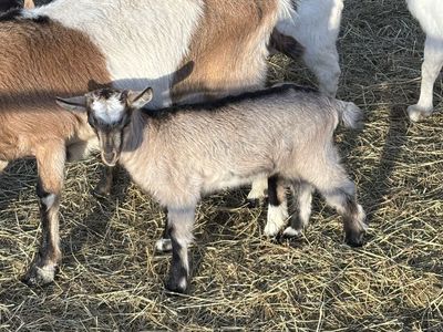 Alpine pack Goat Kids