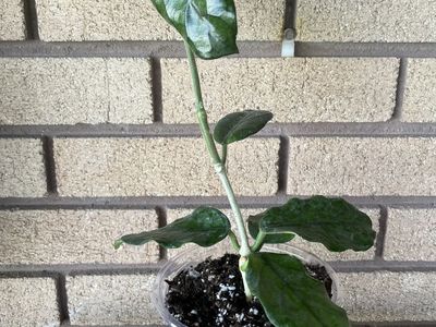 Hoya Villosa