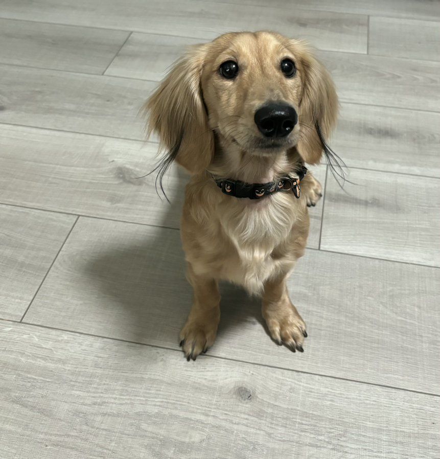 Mini Dachshund
