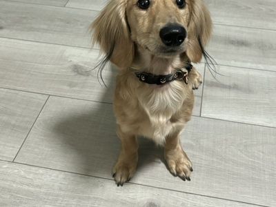 Mini Dachshund