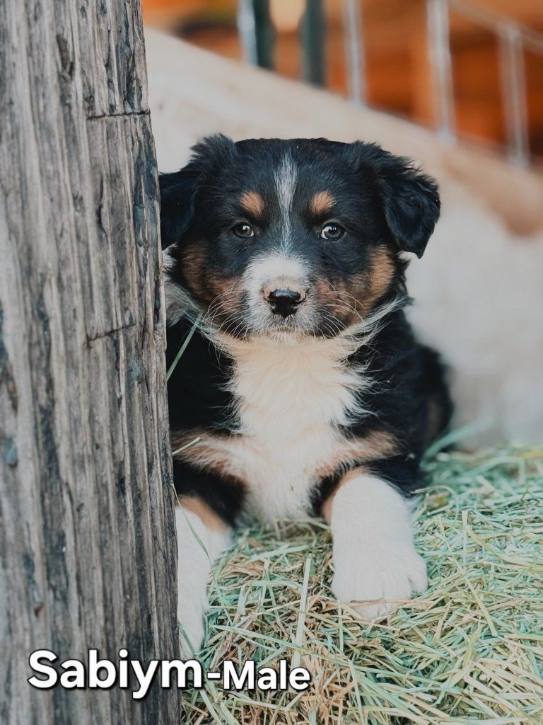 Adorable Full Breed Australian Shepherd Puppies