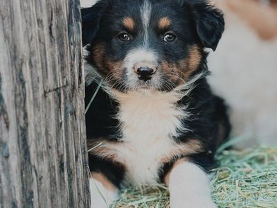 Adorable Full Breed Australian Shepherd Puppies