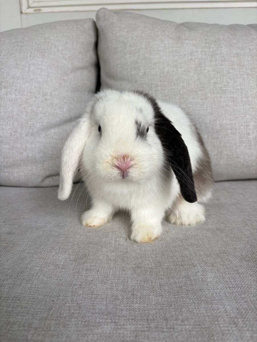 Adorable Holland Lop Bunny Rabbit - Black and white magpie, Blue Eyes