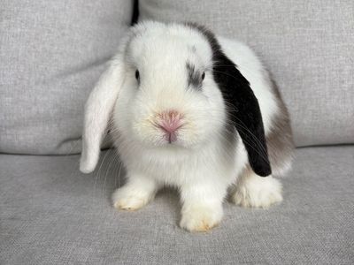 Adorable Holland Lop Bunny Rabbit - Black and white magpie, Blue Eyes