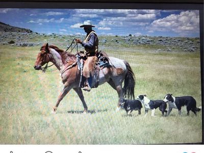 Willey red roan Gelding
