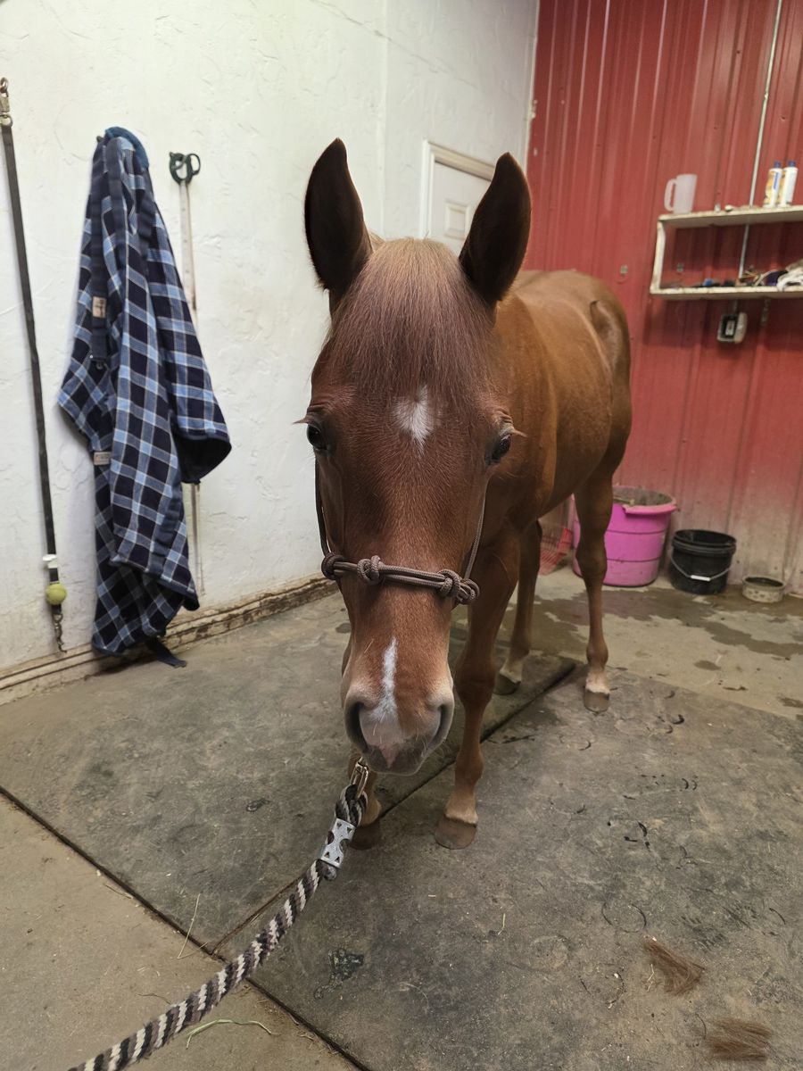 Registered yearling gelding