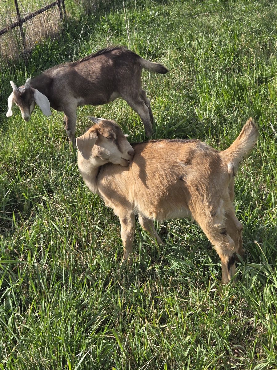 Boer Kiko Cross Bucklings