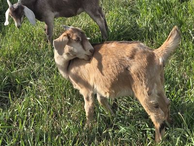 Boer Kiko Cross Bucklings