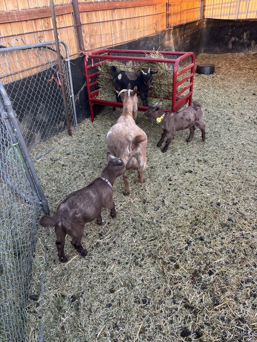 Nigerian dwarf goats
