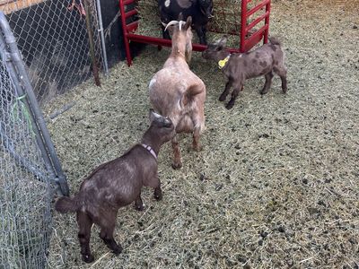 Nigerian dwarf goats