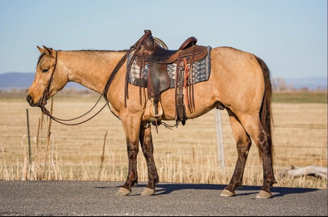 Beautiful Buckskin Gelding