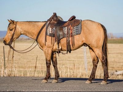 Beautiful Buckskin Gelding