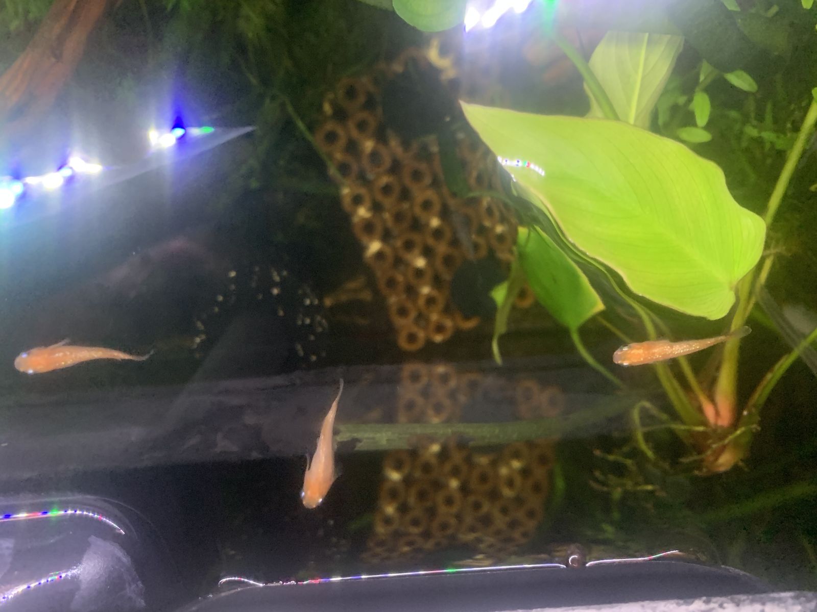 Medaka rice fish