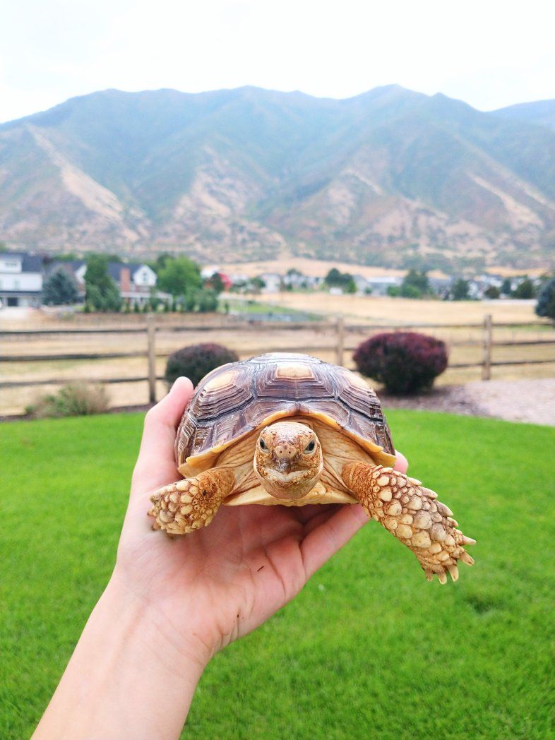 Sulcata Tortoise + full set up
