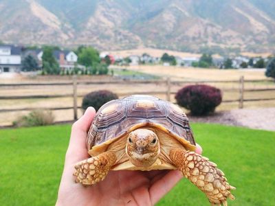 Sulcata Tortoise + full set up