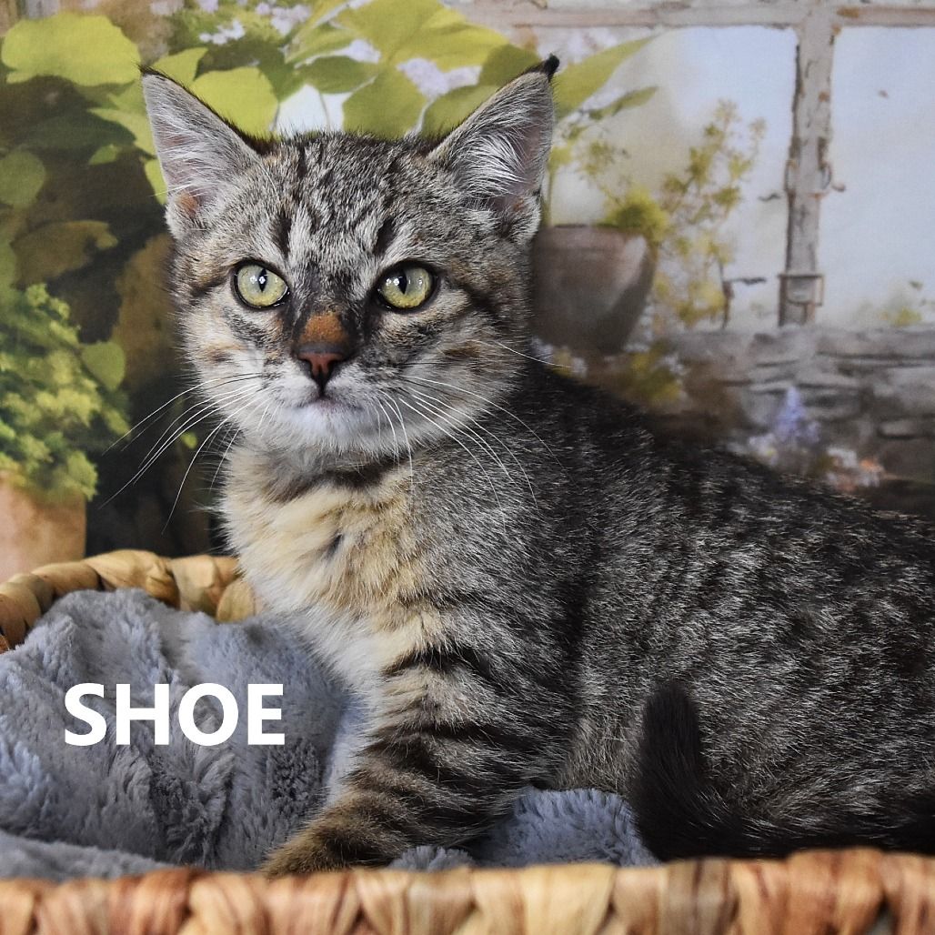 Hello my name is Shoe