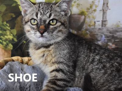 Hello my name is Shoe