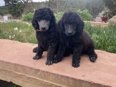 AKC Standard Poodle Puppies