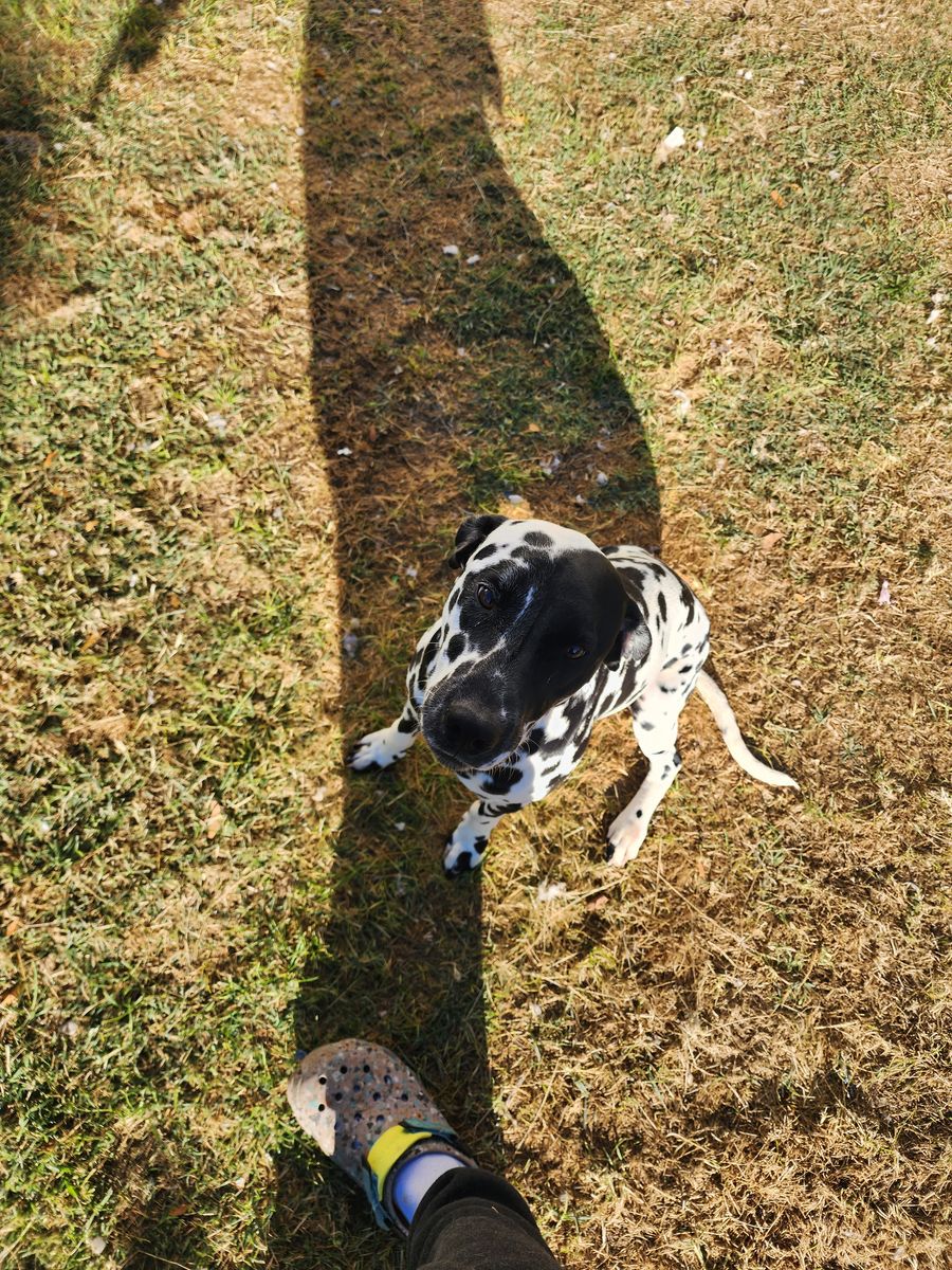 Dalmation