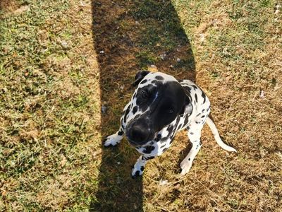 Dalmation