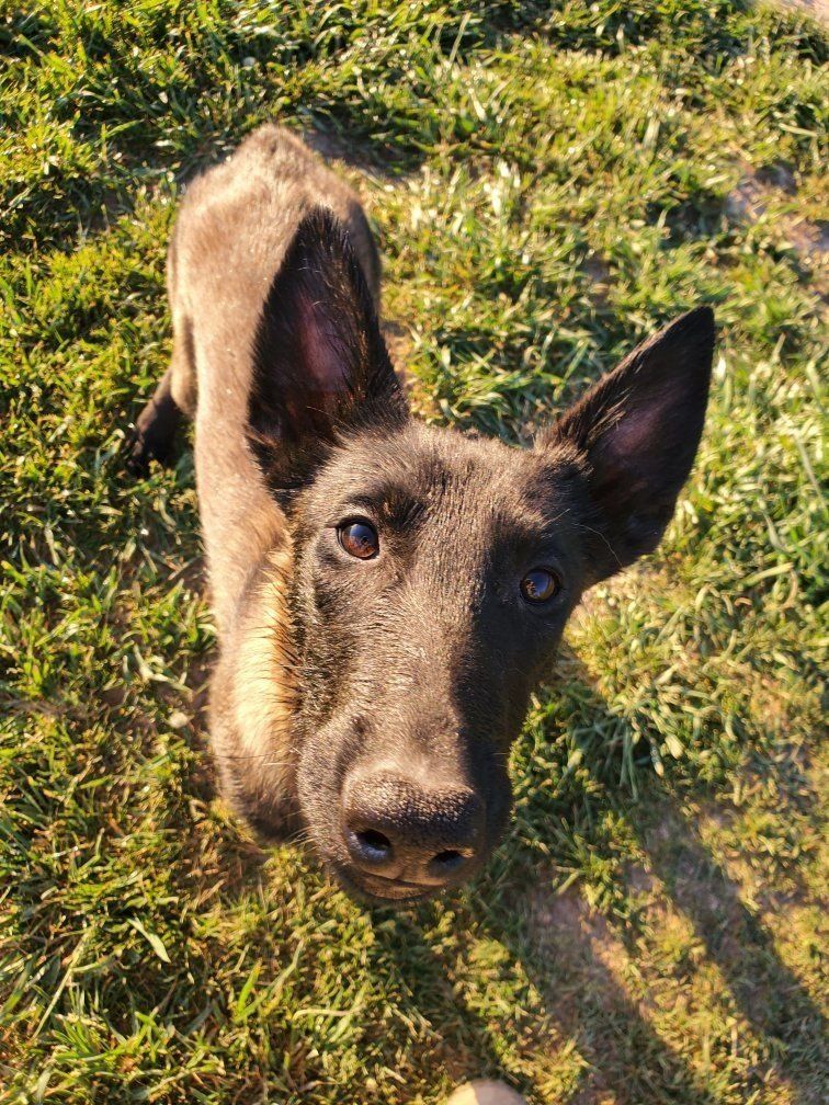 BELGIAN MALINOIS PUREBRED