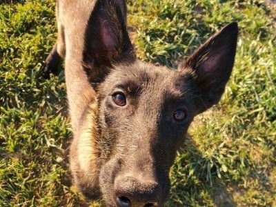 BELGIAN MALINOIS PUREBRED