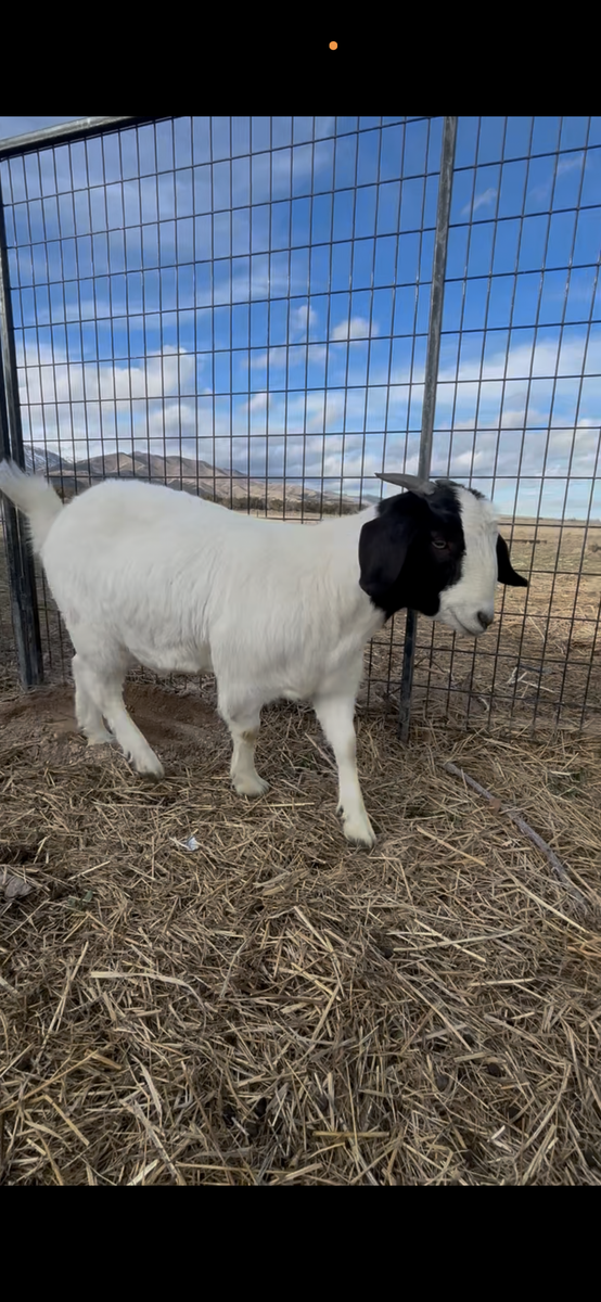 Boer goat