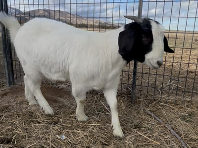 Boer goat