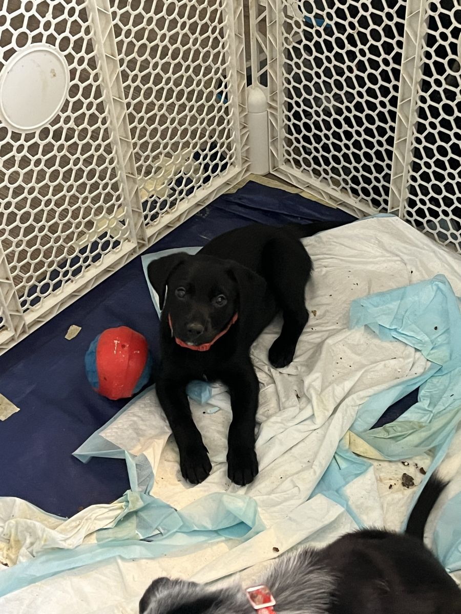 black Lab Cattle Mix puppies!!