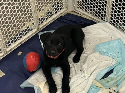 black Lab Cattle Mix puppies!!