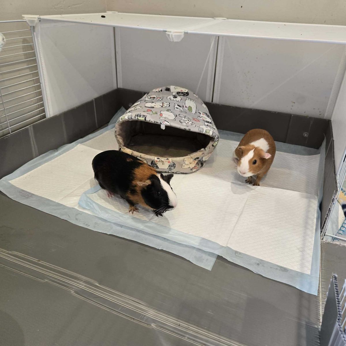 2 Female Guinea Pigs with 2 big cages, (5 Months Old)